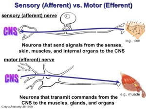 afferent vs efferent