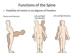 Functions of the Spine